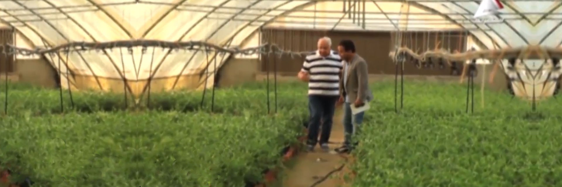 الشركة المصرية للزيوت الطبيعية ( جوجوبا)